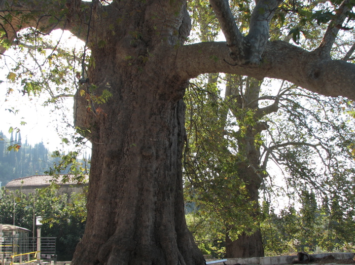 Plane-tree at Trsteno