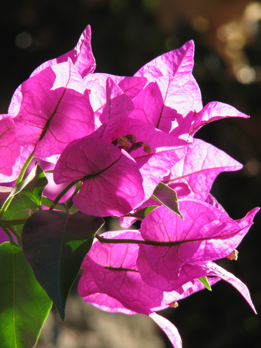 Bougainvillaea